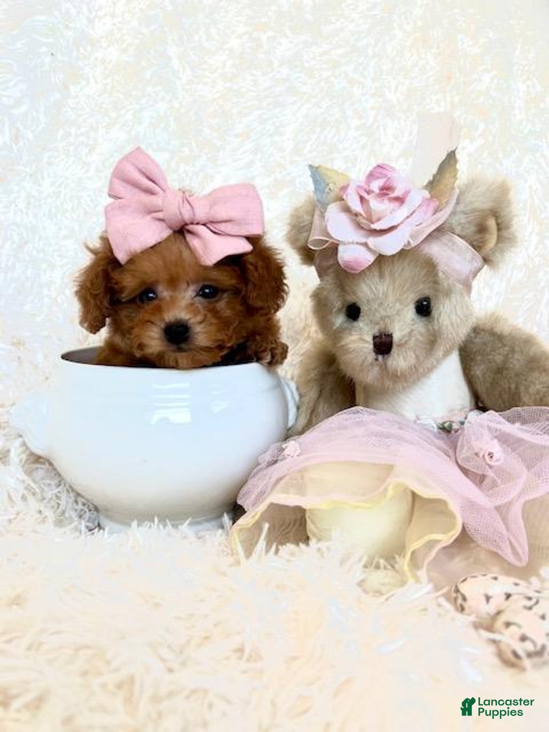 Toy Poodle dogs for sale: Toy Poodle Puppy 1 - Ad 2