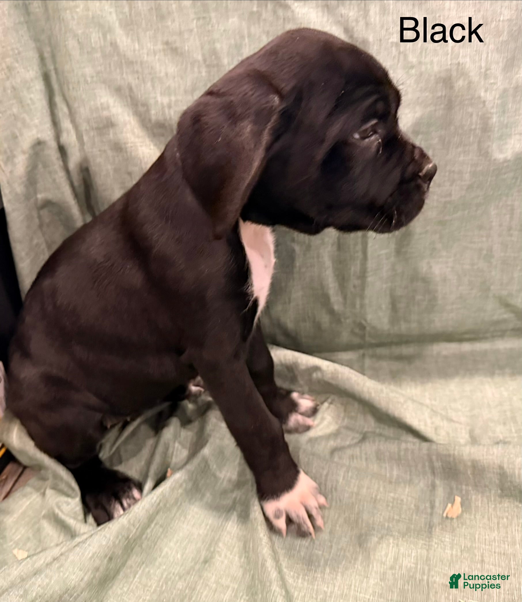 Cane Corso dogs viola ( Black)  - Ad 17