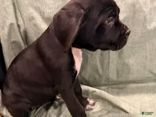 Cane Corso dogs viola ( Black) - Ad 12