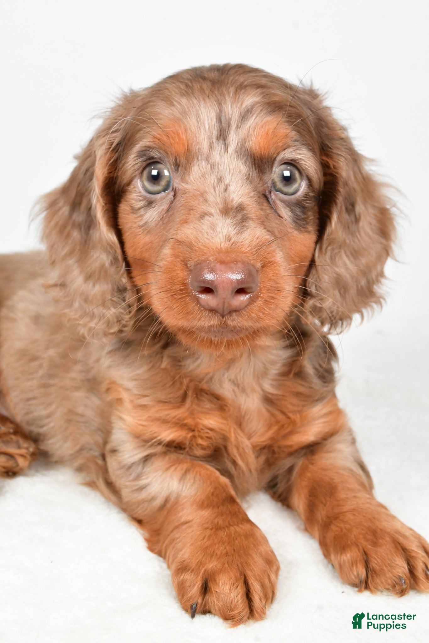 Dachshund dogs Theodore - Ad 2
