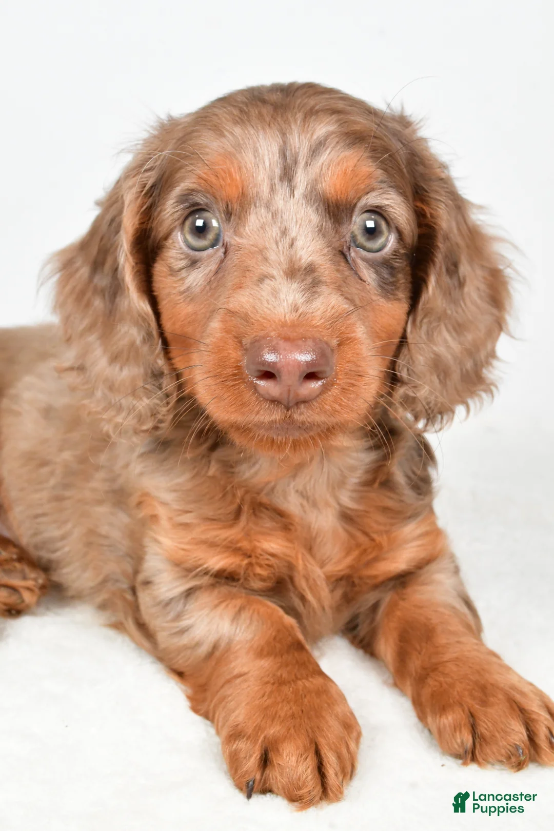 Dachshund dogs for sale: Theodore - Ad 2