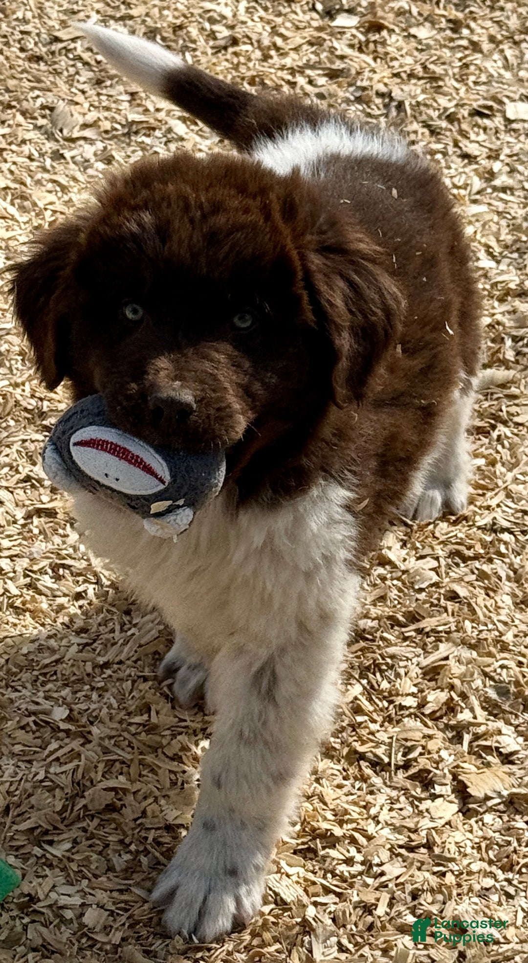 Newfoundland dogs for sale: Comet  - Ad 1