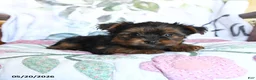Yorkshire Terrier dogs for sale: Lena - Ad 4
