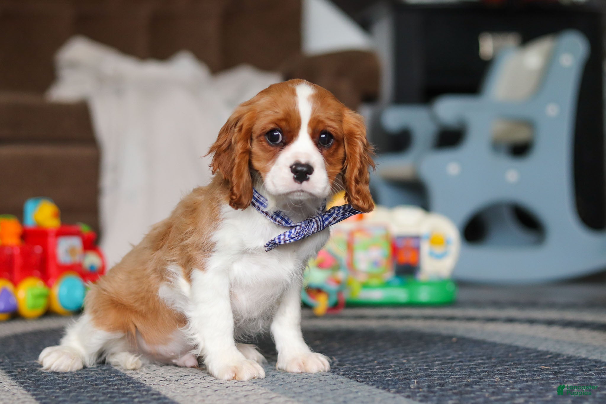 Cavalier King Charles Spaniel dogs Oscar - Ad 2