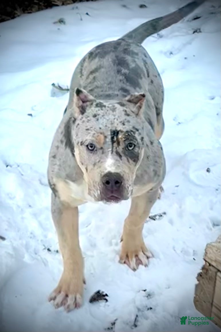 American Bully dogs Blue Moon - Ad 19