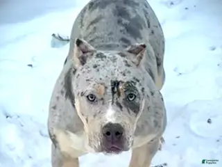 American Bully dogs Blue Moon - Ad 19