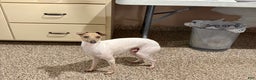 Italian Greyhound dogs for sale: Robbie - Ad 3