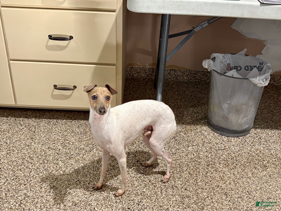 Italian Greyhound dogs for sale: Robbie - Ad 3