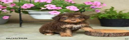 Mini Aussiedoodle dogs for sale: Paul - Ad 1