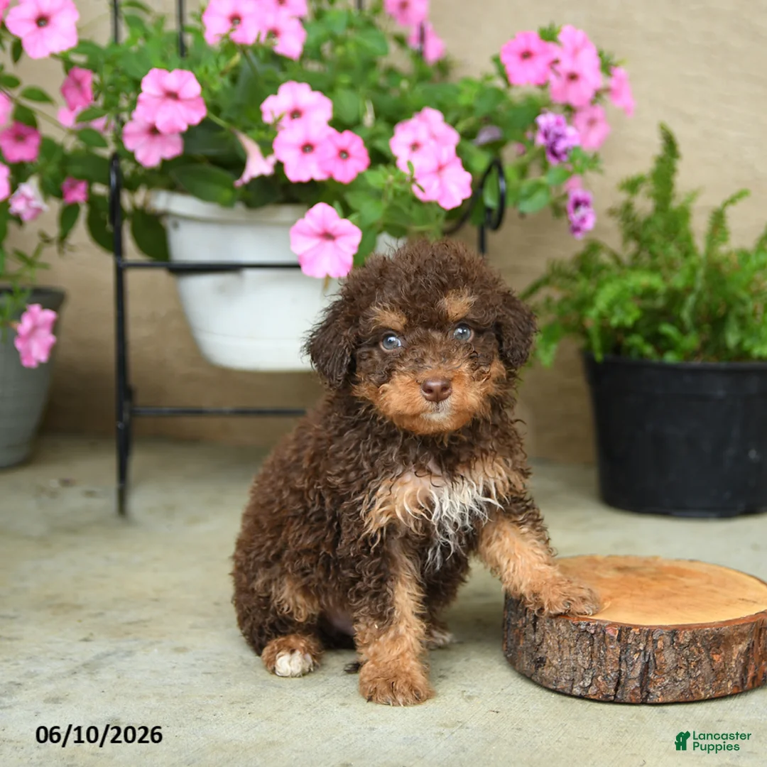 Mini Aussiedoodle dogs for sale: Paul - Ad 1