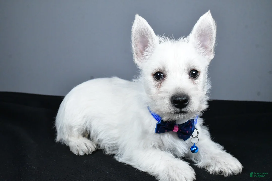 West Highland Terrier dogs for sale: Colby - Ad 1