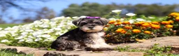 Miniature Schnauzer dogs for sale: Kelly - Ad 4