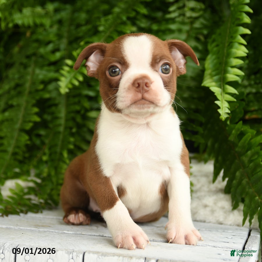 Boston Terrier dogs Apollo - Ad 1