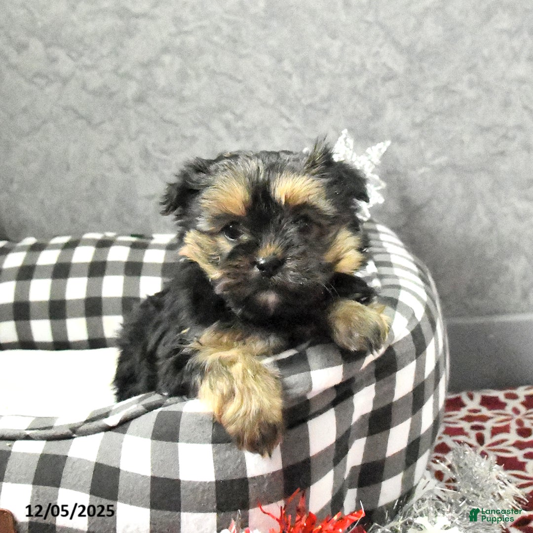 Yorkshire Terrier dogs for sale: Jane - Ad 2