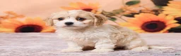 Cavachon dogs for sale: Mia - Ad 2