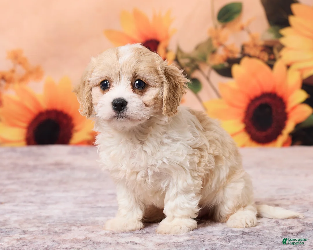 Cavachon dogs for sale: Mia - Ad 2
