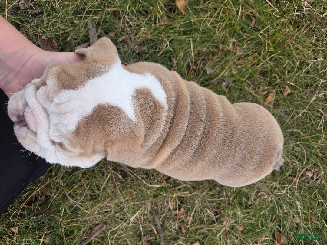 English Bulldog dogs for sale: Creme Puff - Ad 9