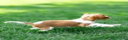 Cavalier King Charles Spaniel dogs for sale: Allen Cavalier King Charles Spaniel Puppy  - Ad 13