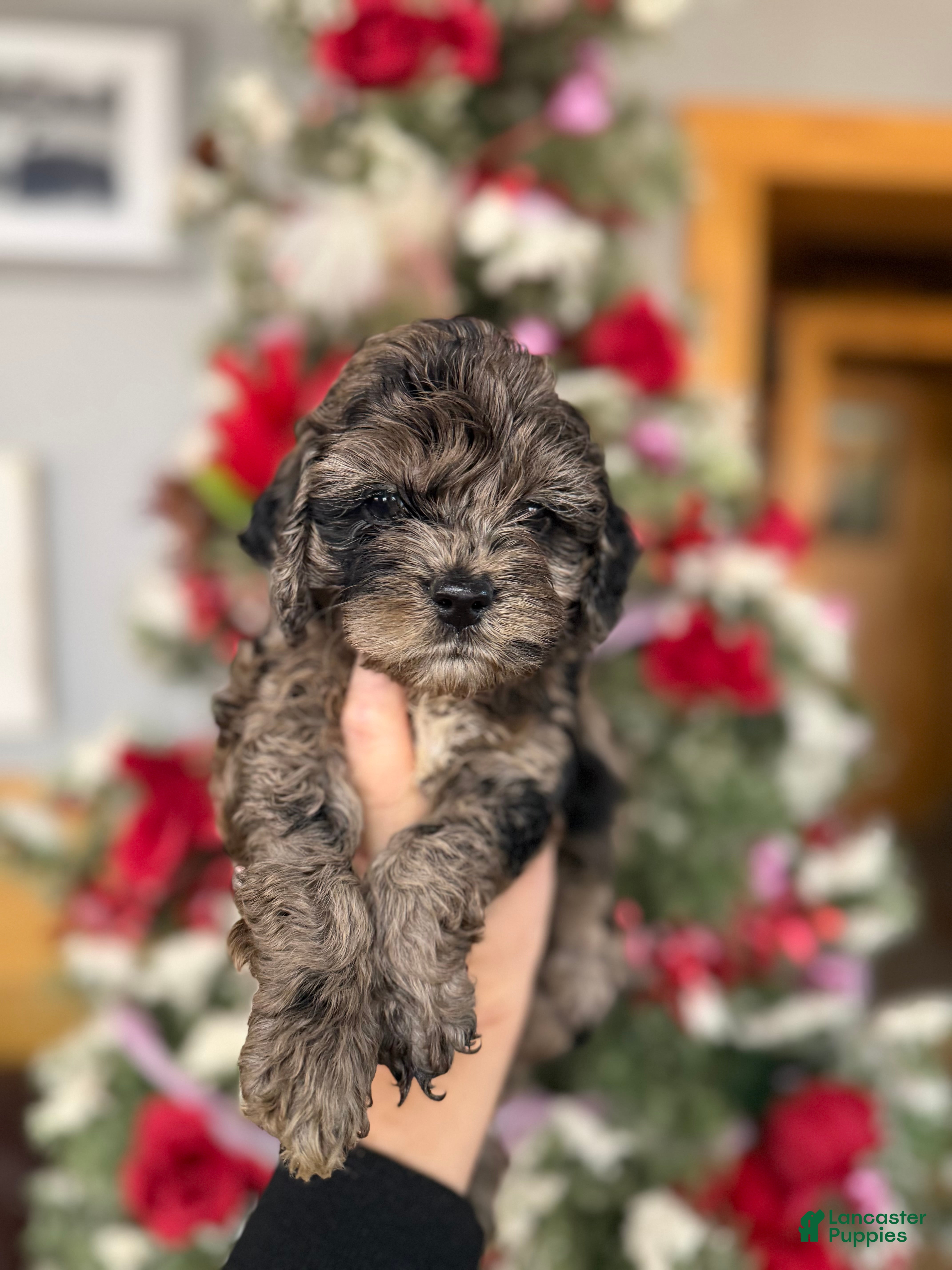 Cockapoo dogs Cockapoo Puppy 1 - Ad 36