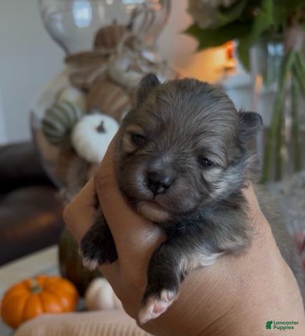 Pomeranian dogs for sale: Boy 1 - Ad 6