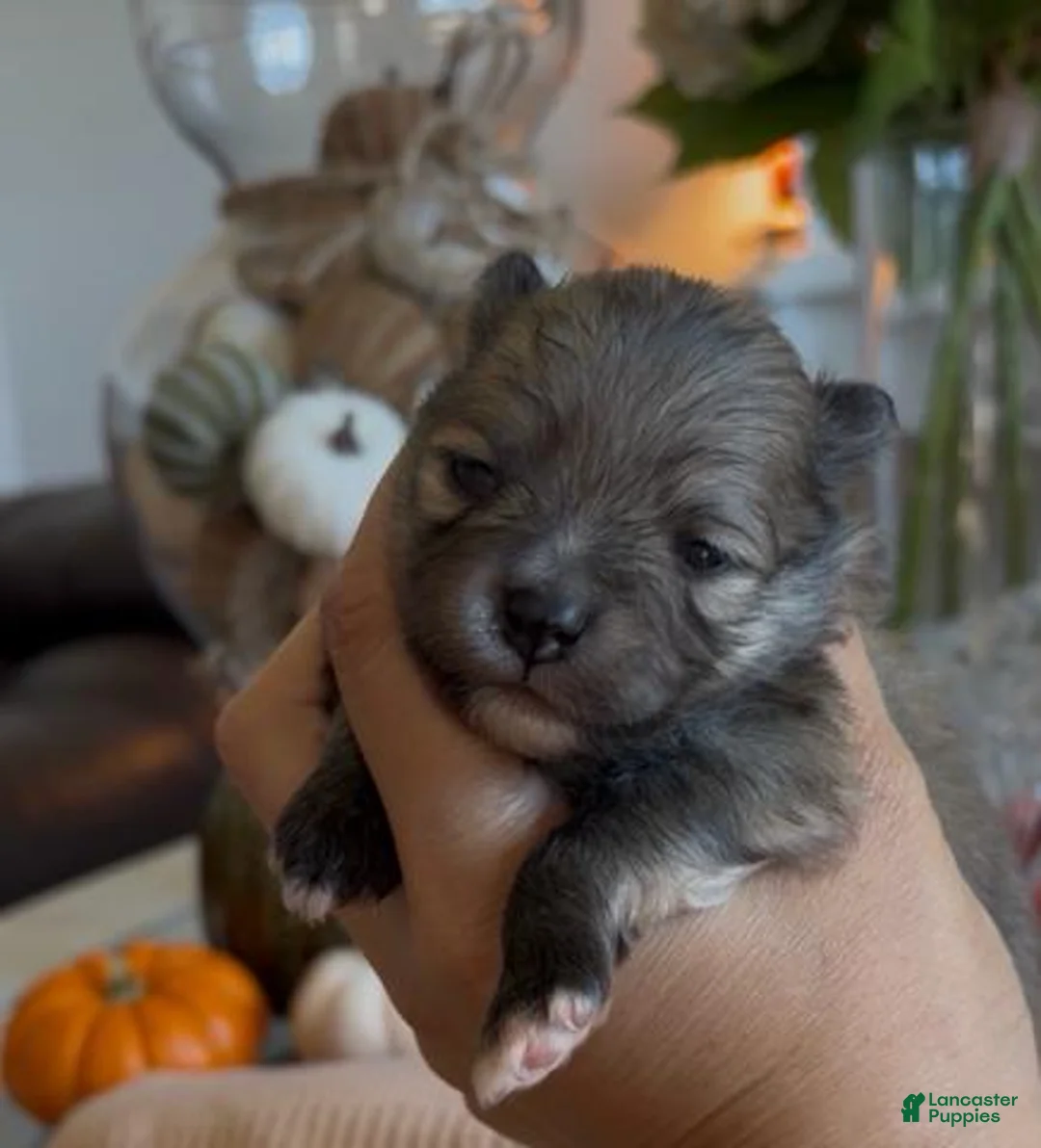 Pomeranian dogs for sale: Boy 1 - Ad 1
