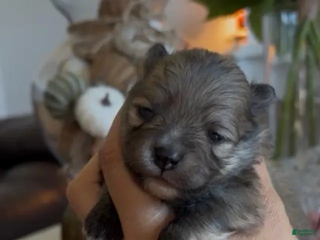 Pomeranian dogs for sale: Boy 1 - Ad 6