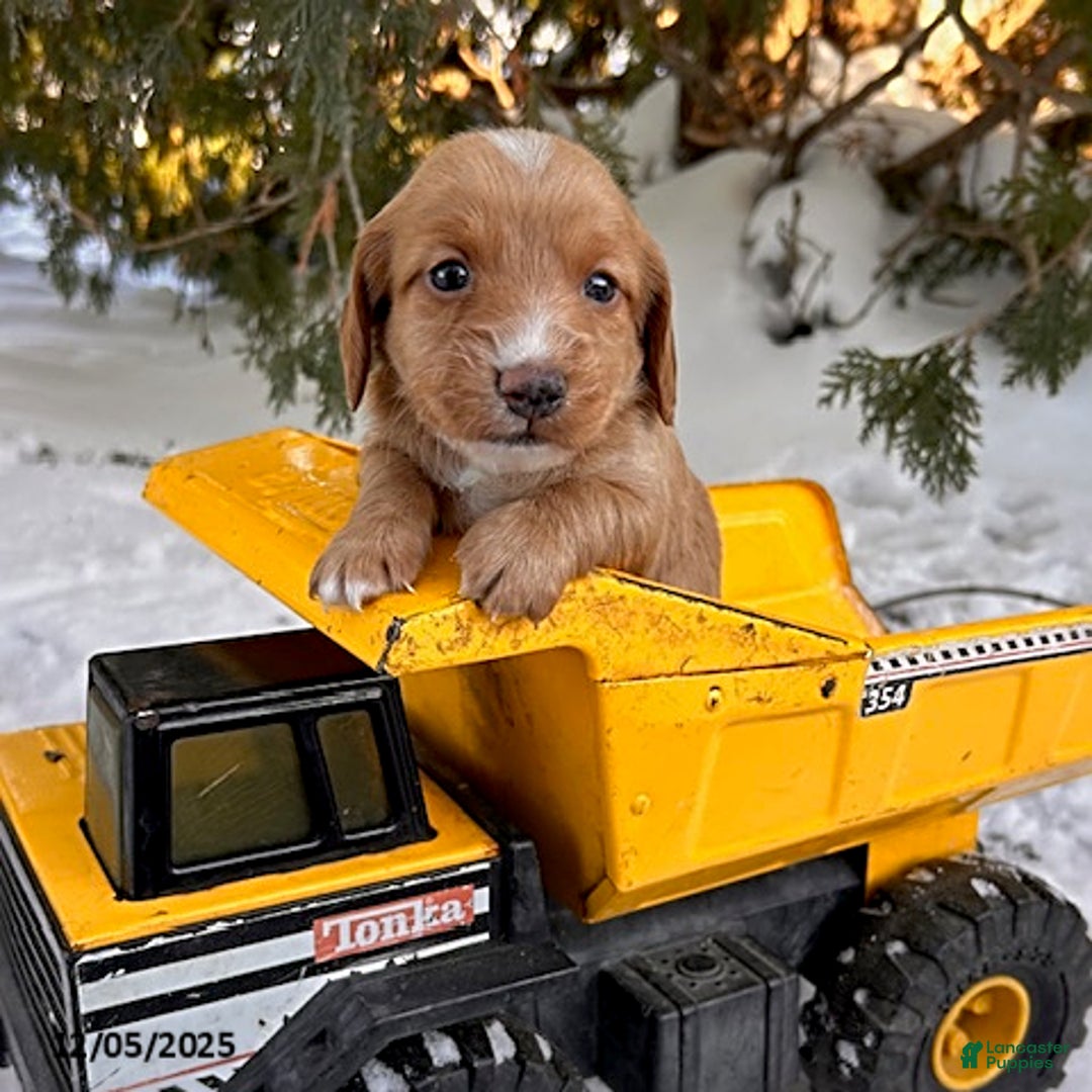 Dachshund dogs for sale: Jake - Ad 4