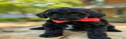 Yorkiepoo dogs for sale:  Leo - Ad 1