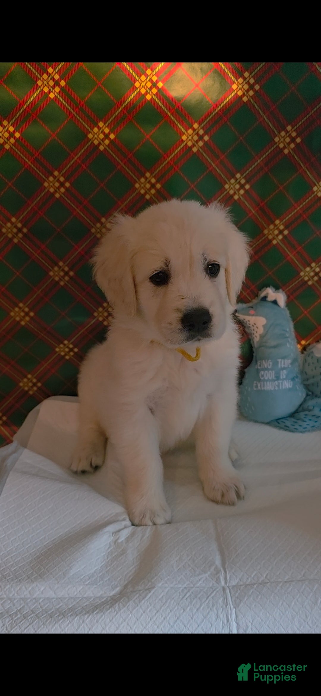 Golden Retriever dogs for sale: Sunny - Ad 3