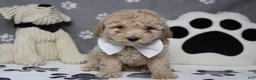 Havapoo dogs for sale: Willie  - Ad 3