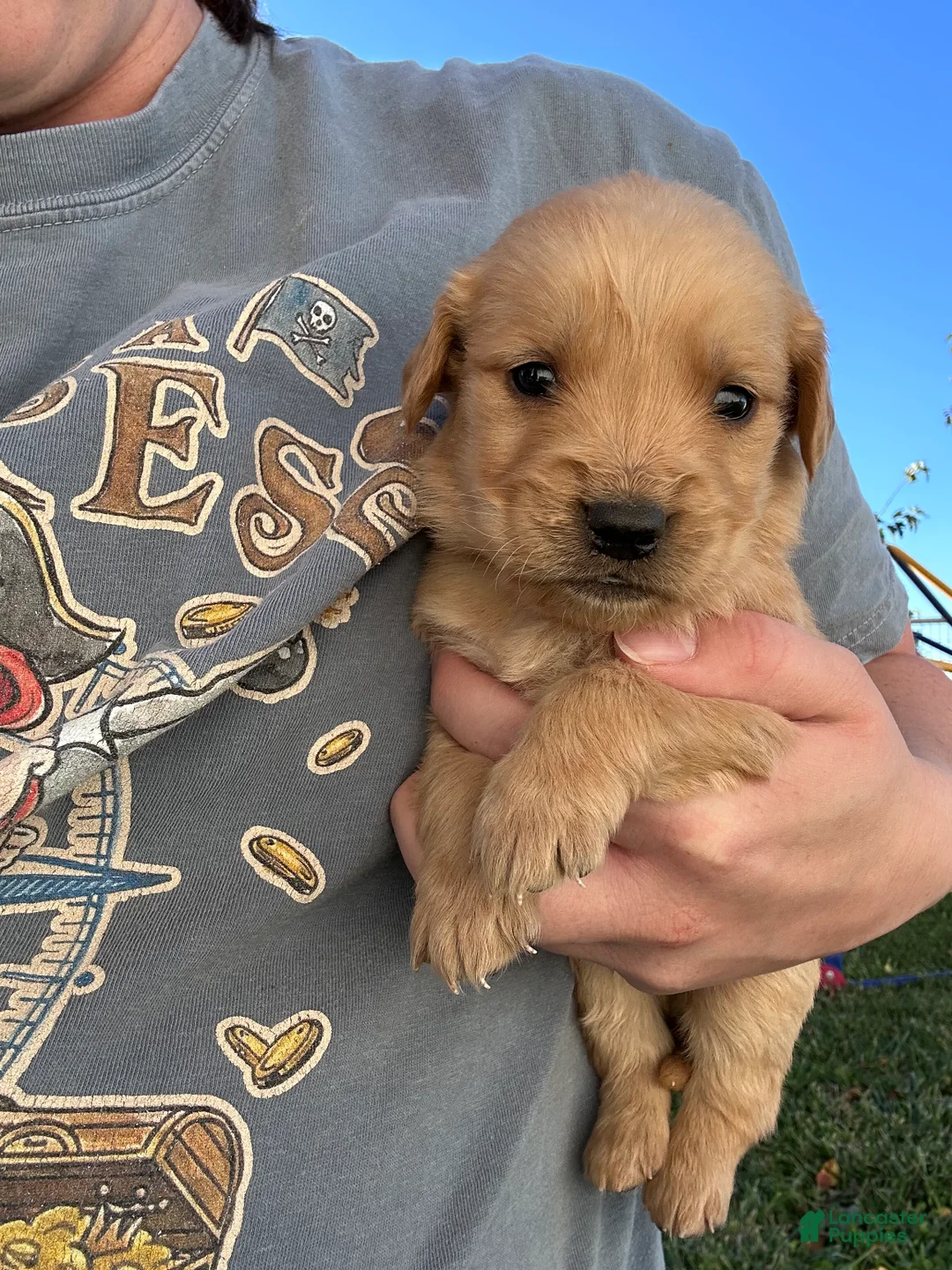 Golden Retriever dogs for sale: Tucker (yellow) - Ad 2