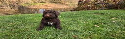 Portuguese Water Dog dogs for sale: Toby - Ad 11