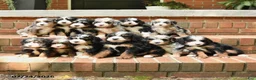 Bernedoodle dogs for sale: Little Joney - Ad 5