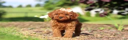 Cavapoo dogs for sale: Callie - Ad 6