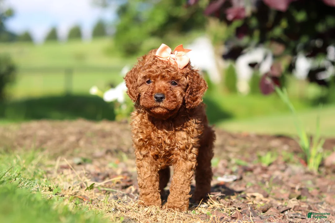 Cavapoo dogs for sale: Callie - Ad 6