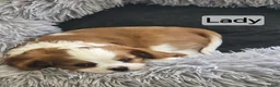 Cavalier King Charles Spaniel dogs for sale: Cavalier King Charles Spaniel 2 - Ad 3