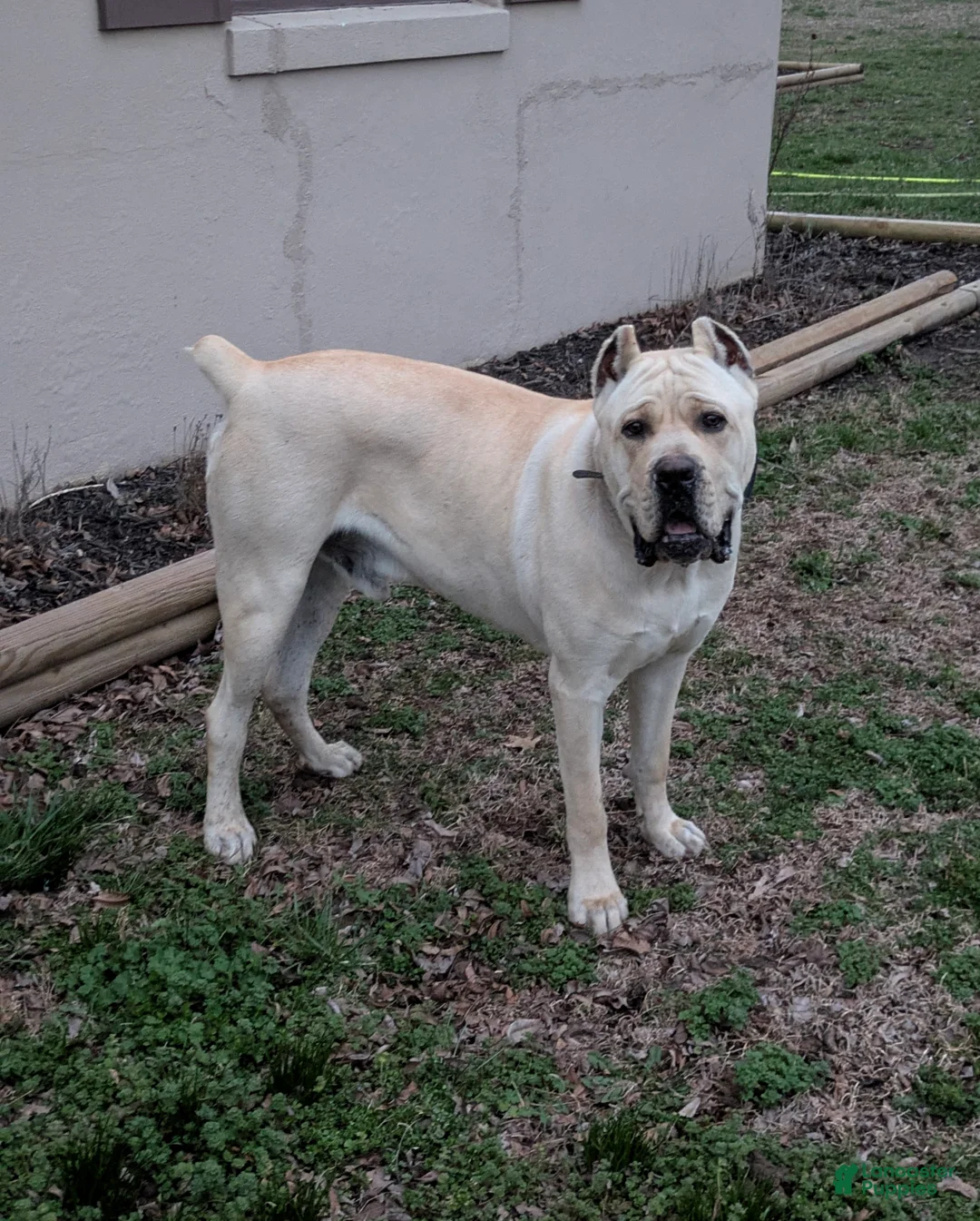 Cane Corso dogs for sale: Cane Corso Puppy 1 - Ad 5