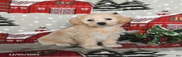 Maltipoo dogs for sale: Blossom - Ad 3