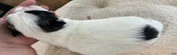 Shih Tzu dogs for sale: Shih Tzu 4 reserved  - Ad 4