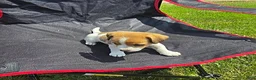 Jack Russell Terrier dogs for sale: Flora - Ad 6
