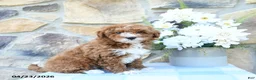 Mini Goldendoodle dogs for sale: Peter - Ad 5
