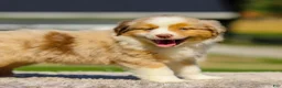 Miniature Australian Shepherd dogs for sale: Ivory - Ad 5
