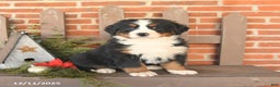 Bernese Mountain Dog dogs for sale: Bella    - Ad 3