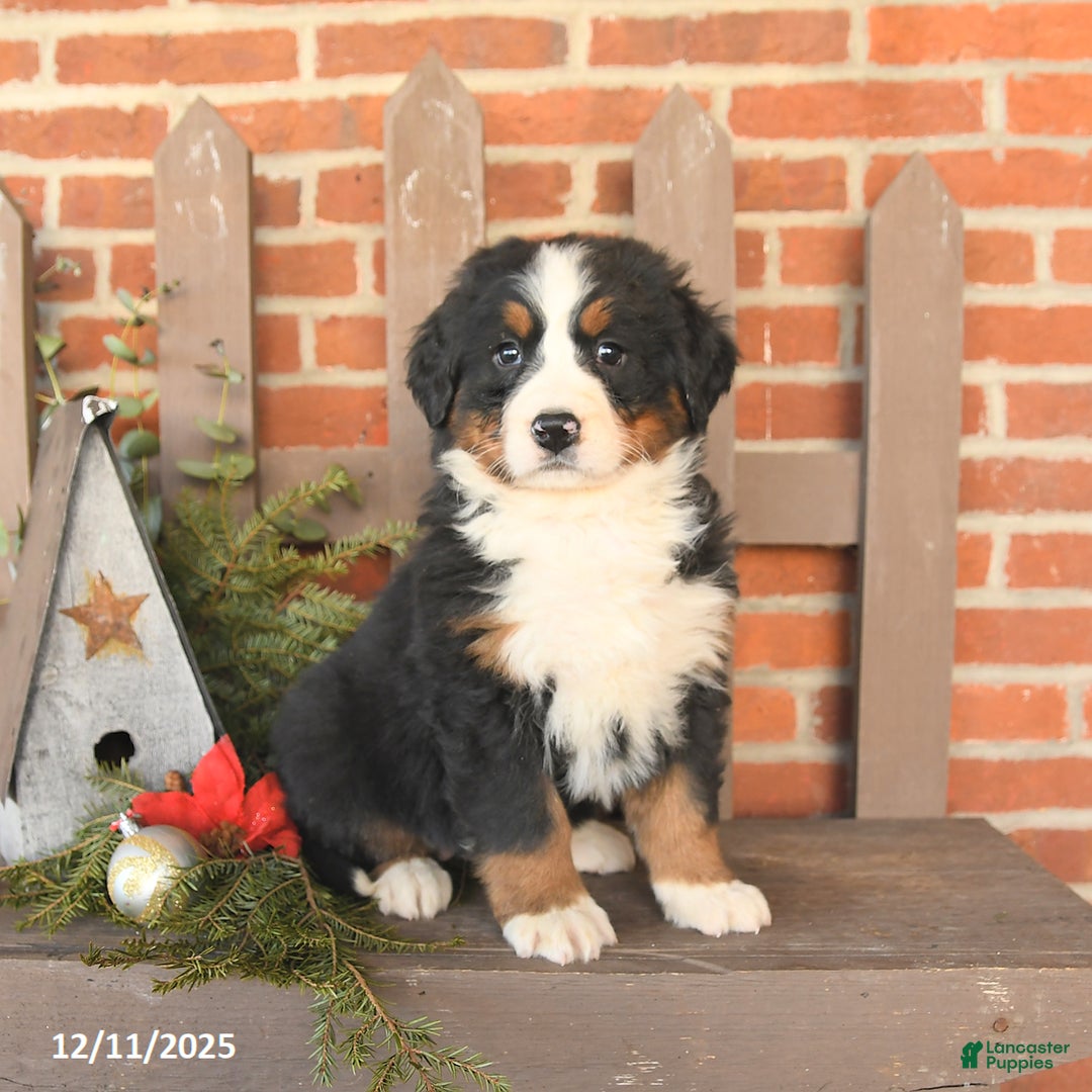 Bernese Mountain Dog dogs for sale: Bella    - Ad 3