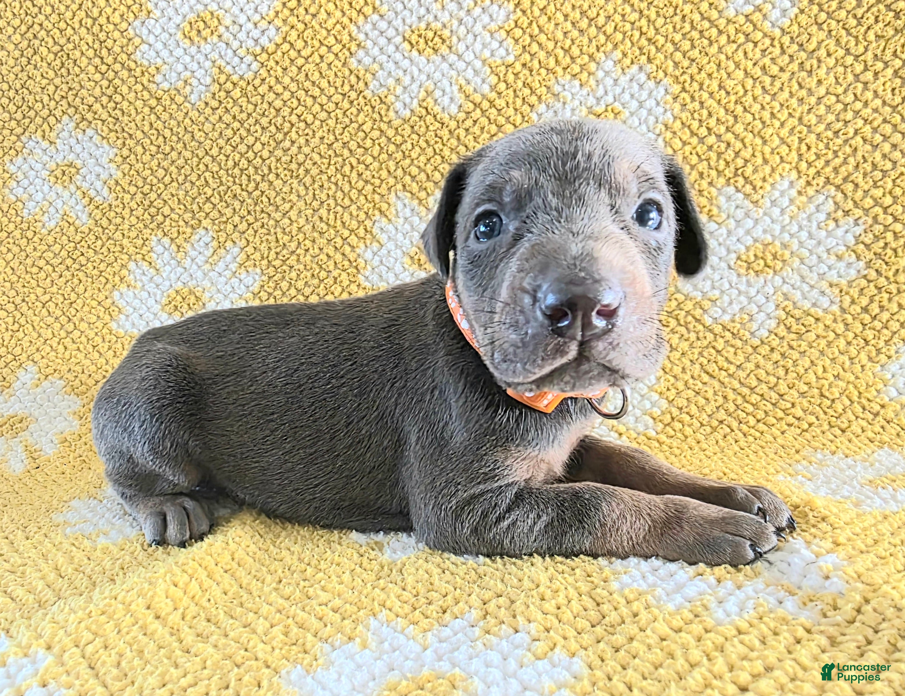 Doberman Pinscher dogs Doberman Pinscher Puppy 8 - Ad 42