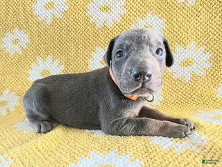 Doberman Pinscher dogs Doberman Pinscher Puppy 8 - Ad 42