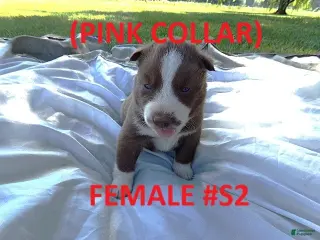 Siberian Husky dogs Pink Collar - Ad 26