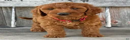 Irish Doodle dogs for sale: Brooklyn - Ad 3