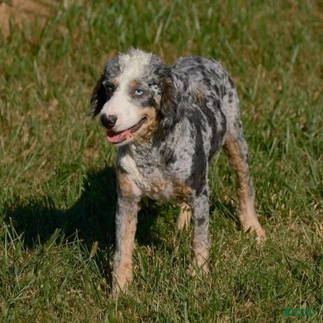 Mini Bernedoodle dogs for sale: Clementine - Ad 4