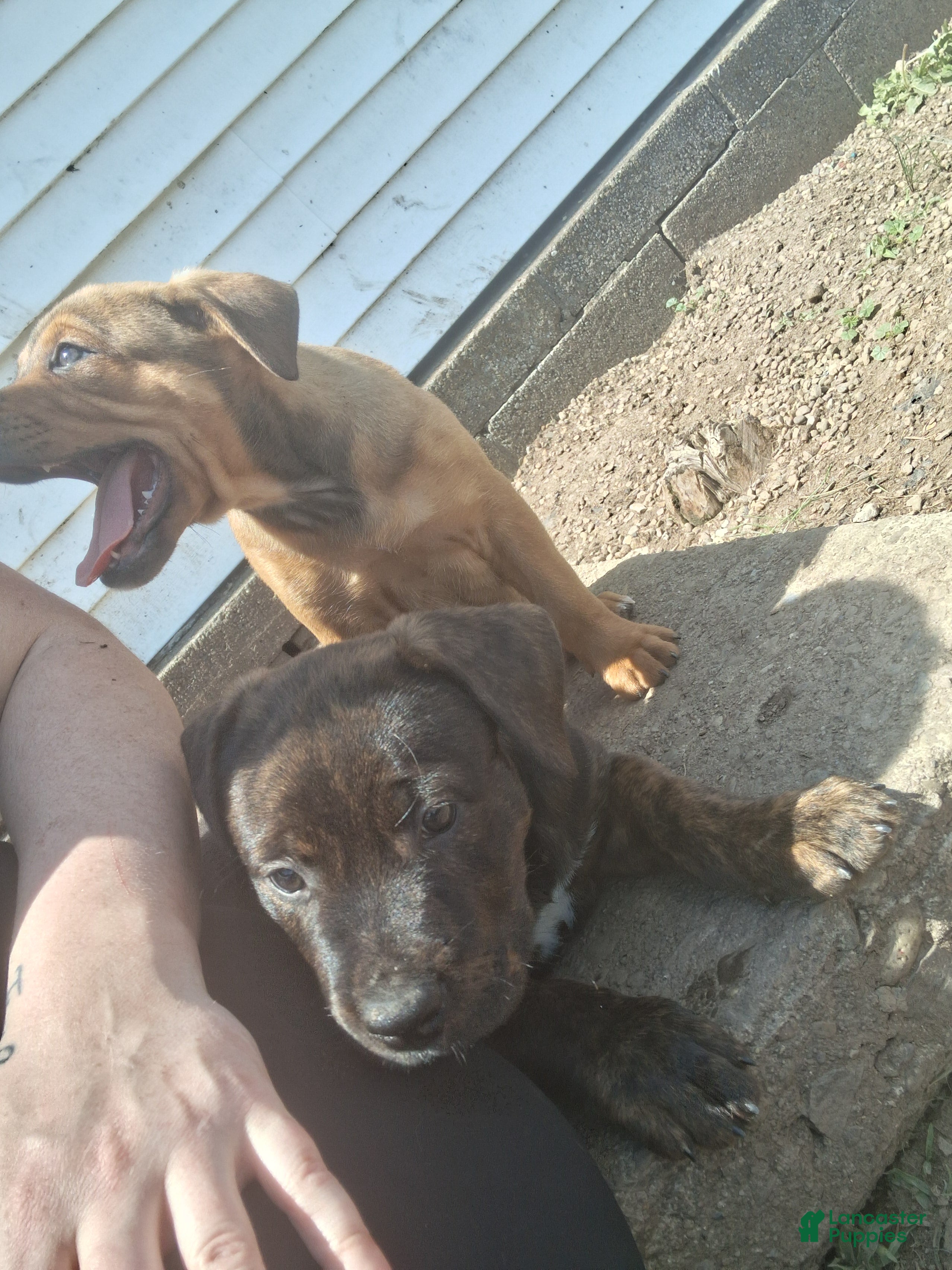 Mixed Breed dogs for sale: Rebel - Ad 4